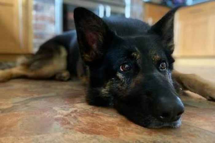 Why a charity that helped save the life of retired Humberside Police dog Neo is calling for pensions for all police service animals