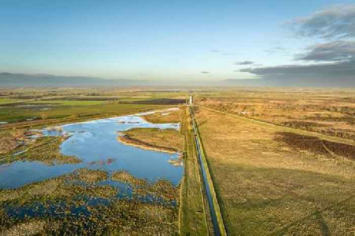 Tree 'older than Stonehenge' found during £2 million nature reserve project