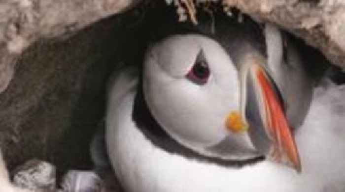 Remote puffin webcam draws thousands of viewers