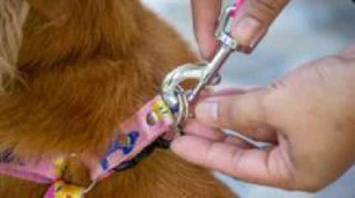 Park visitors asked for views on dog lead rules