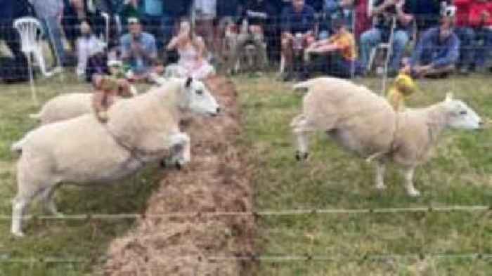 Animal rights group demands end of Sark sheep race