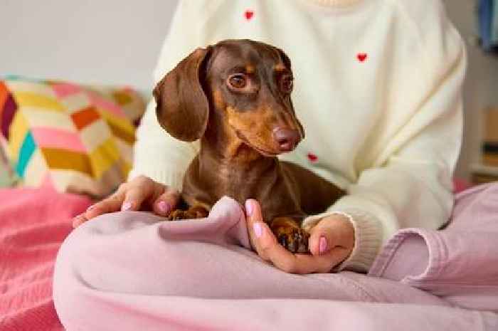 Vet issues disease warning to owners of popular small dog breed