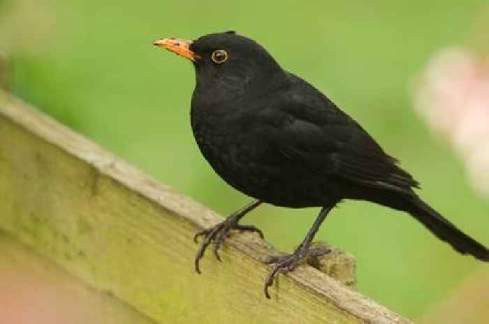 Anyone with Blackbirds in garden asked to take action 'immediately'