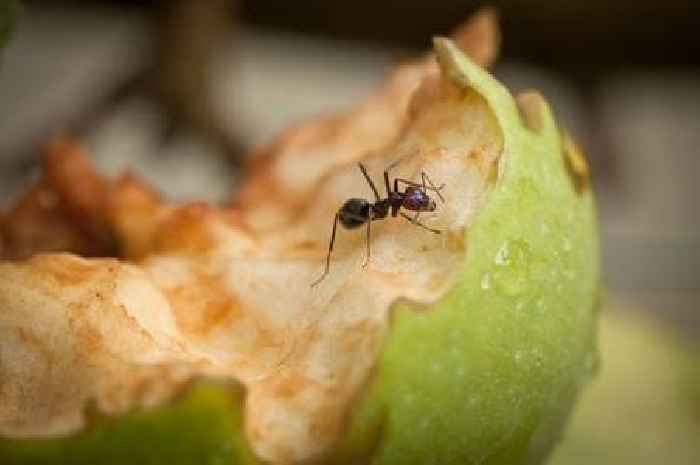 Stop using ant sprays as 1 natural deterrent keeps bugs away all summer