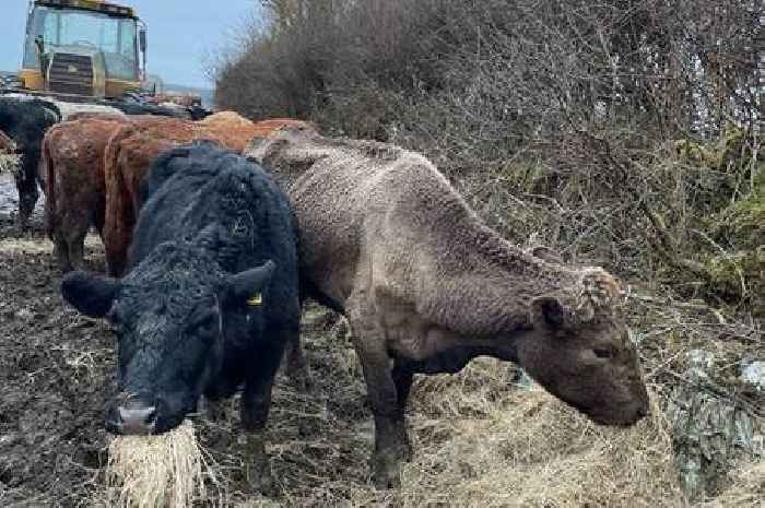 'Infected' animals in awful living conditions escape onto major road