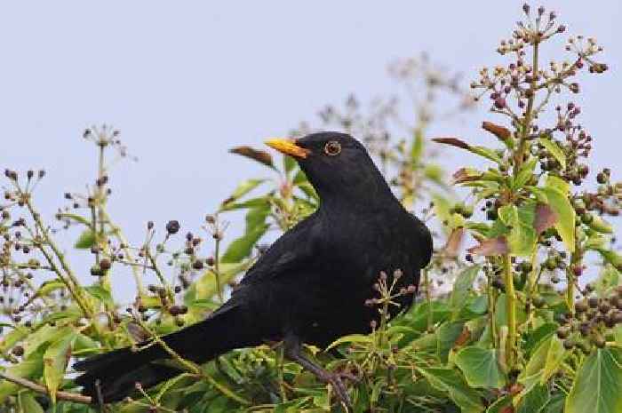 Gardeners urged to take action as Usutu virus threatens Blackbird populations across England