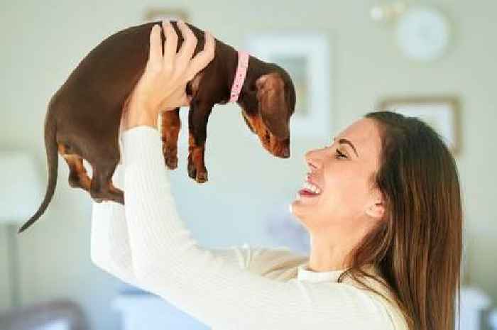 Vet urges owners of popular dog breed to make one check regularly