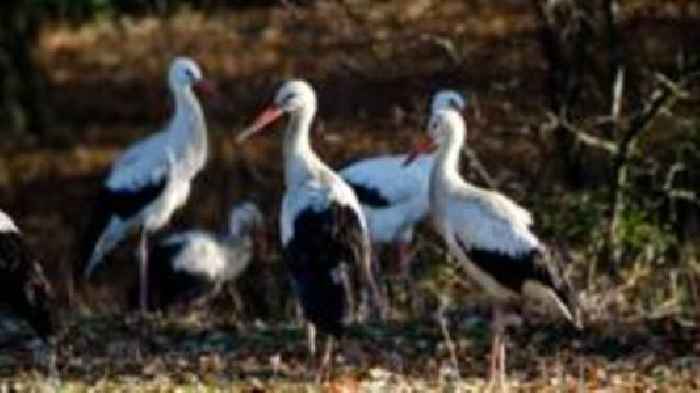 Storks migrate home in reintroduction project