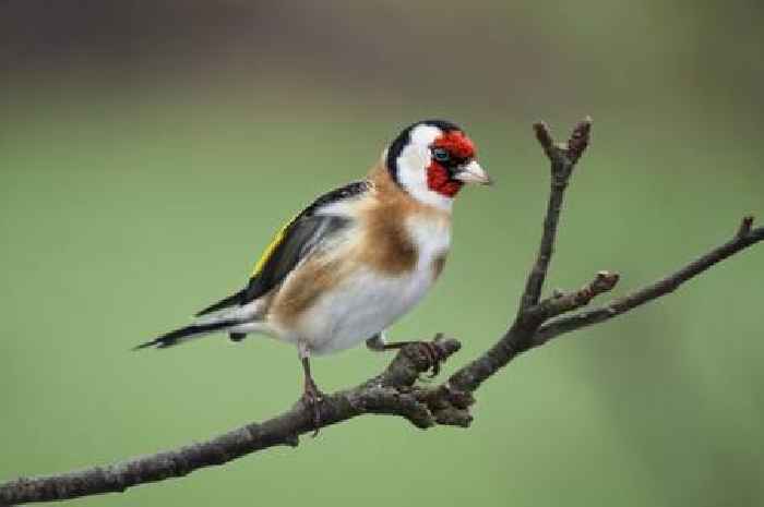 Gardening enthusiasts praise 12.5kg bag of 'good value' Niger seeds that 'birds just love'