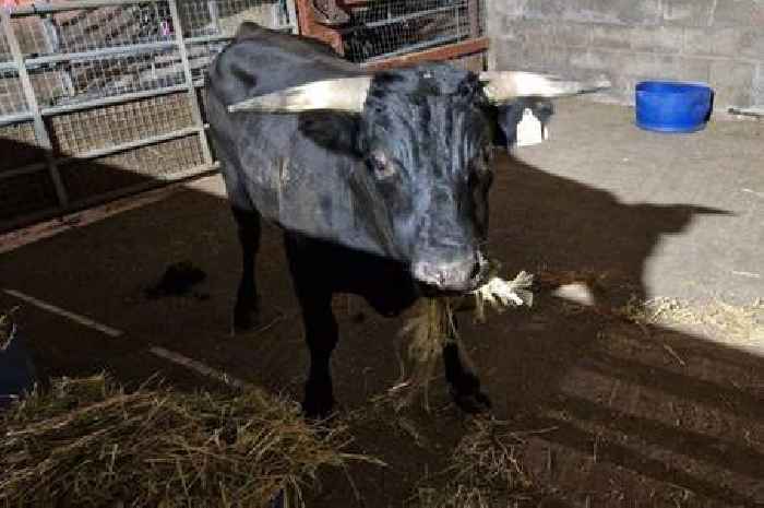 Major Birmingham loose bull update after 'escape from abattoir' theory