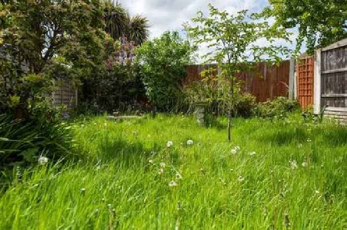 UK households urged not to mow lawn at one specific time of day in June