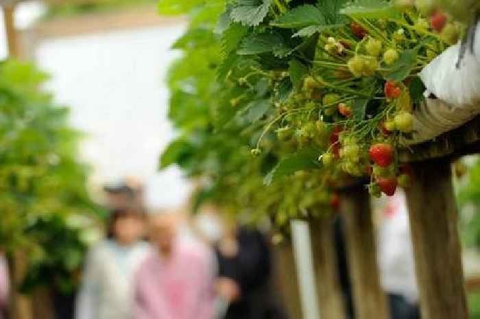 Best fruit-picking farms in Cornwall as 'the fields are full and the berries are sweet'