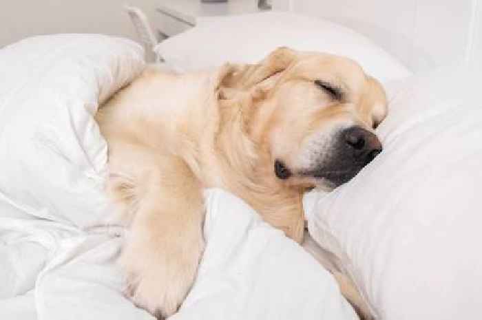 Dogs that sleep on owners' pillows are sending 'adorable' message