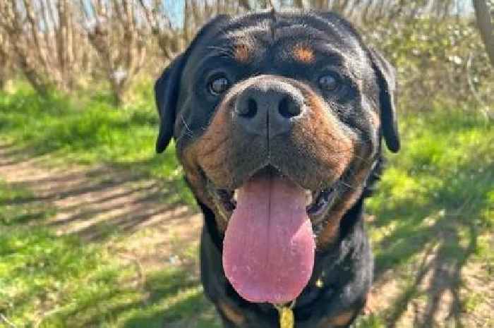 8 adorable Dogs Trust pooches looking for their forever homes this June
