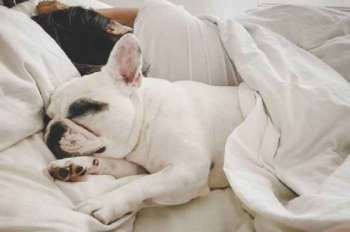 Dog owners are just finding out what it means when pooch sleeps on your pillow