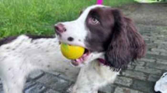 Dog rescued from squalid conditions finds new home