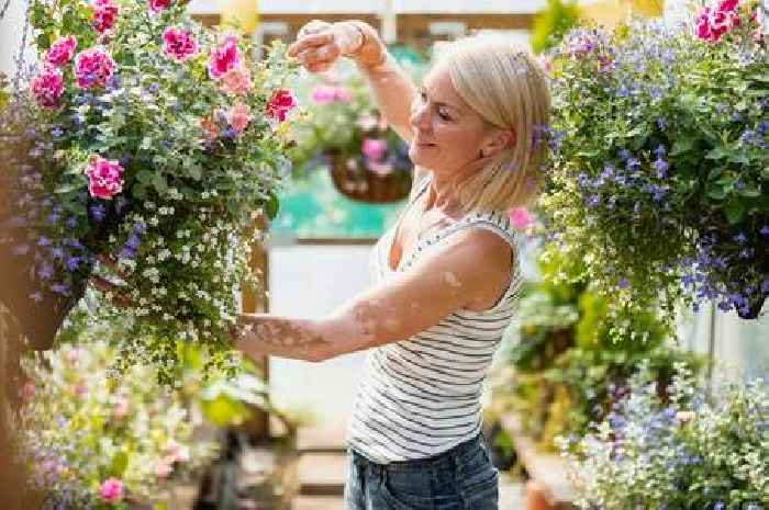 Gardeners will get 'thriving' hanging baskets if watered at one time of day