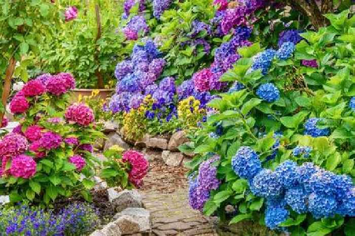 Garden lovers urged to ditch hydrangeas and plant 'easier' alternative