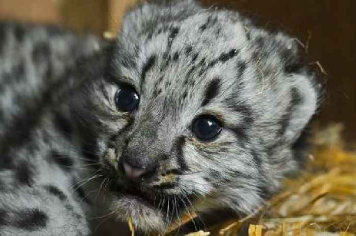 Kent staff 'heartbroken' after snow leopard cub nicknamed 'little lady' passes away