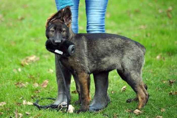 Tennis ball donations wanted for Surrey Police dog puppies in training