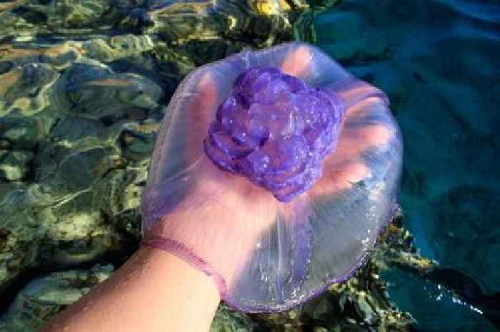 Thousands of 'pretty' jellyfish invade Welsh beaches