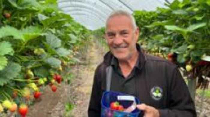 Strawberry pickers told not to try before they buy