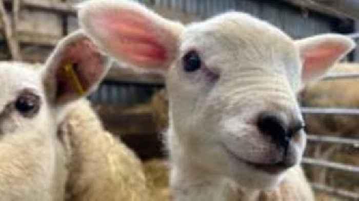 Royal Welsh bans English livestock amid bluetongue