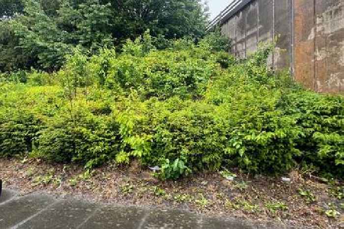 Bring back the 'Derby in Bloom' hedge display and make us proud of our city
