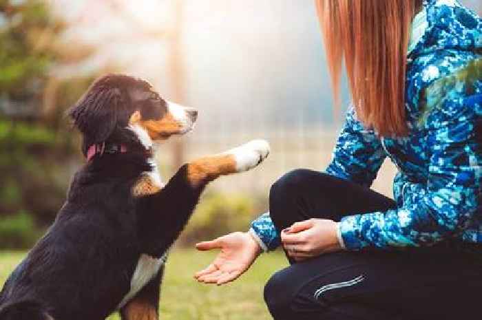 Dog trainer shares command mistake that makes your dog ignore you
