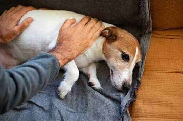 Dog owners urged to look out for hidden signs their pet needs the vet