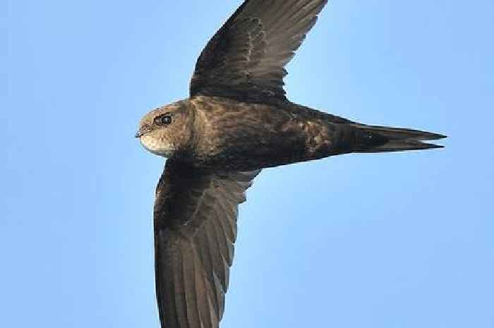 RSPB need people with Swifts nesting nearby to take action
