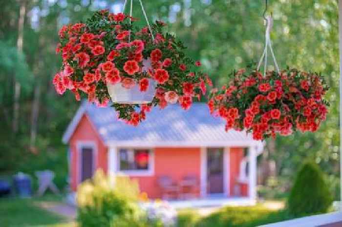 Flowers in hanging baskets will thrive if you water at one time of day