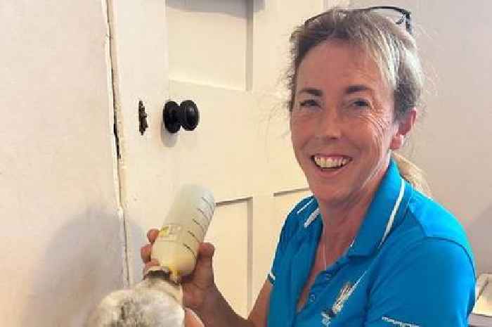 Midland woman hand-rears baby reindeer at home after mother runs out of milk
