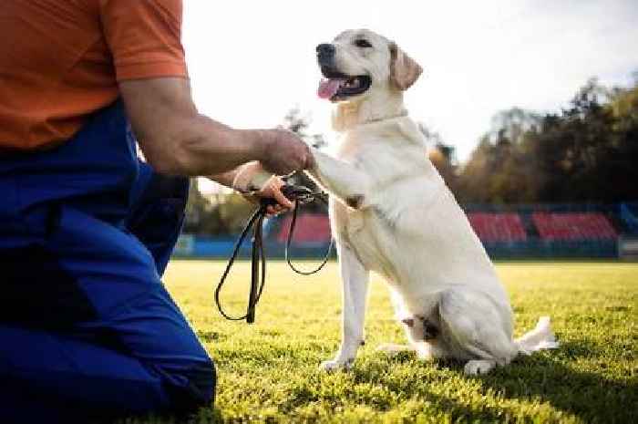Dog trainer lifts lid on common mistake pet owners make when training