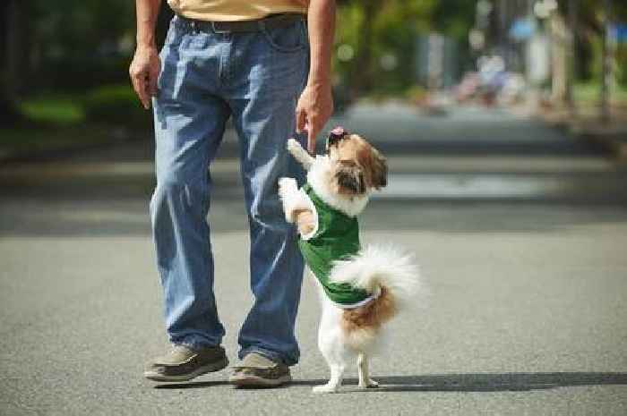 'I'm a dog trainer and one simple change will stop pet jumping at you'