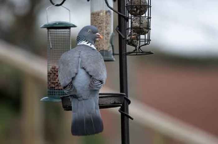 Gardener's tip to stop pigeons from eating all the bird food