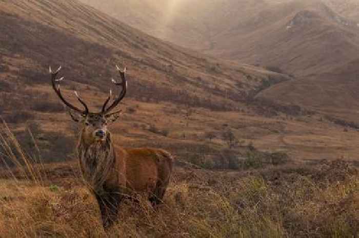Capture pictures of Scottish wildlife to celebrate biodiversity and win a free holiday