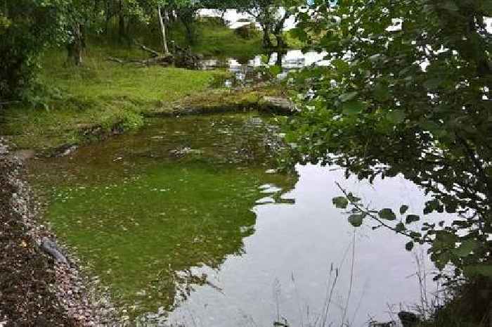 Dog owners warned about dangers of toxic blue-green algae on Scotland's waterways during summer