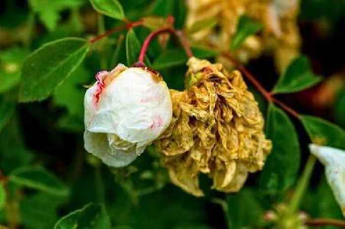 Gardening hack using 1 item will keep rose bushes blooming for longer in summer heat