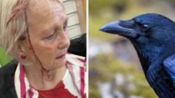 Why have crows been attacking people?