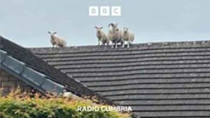 What are ewe looking at in Penrith?