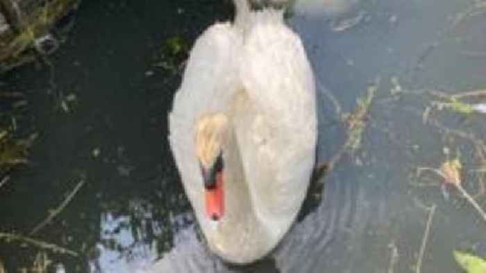 Three dead swans found near Broads drainage pump