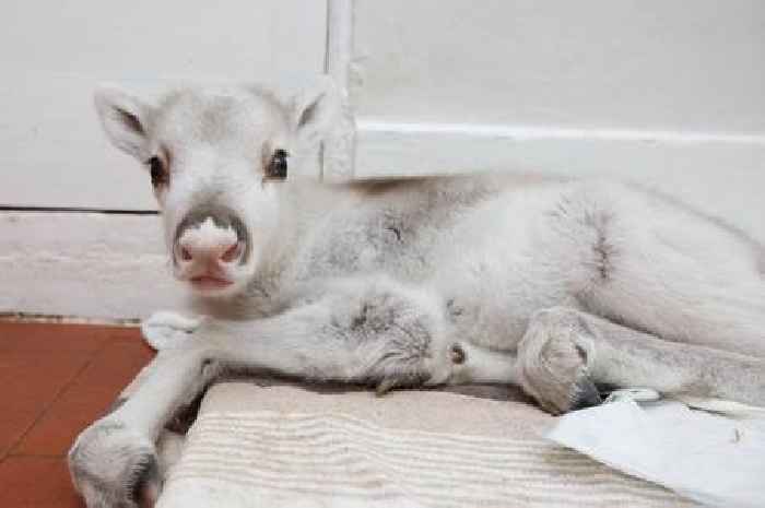 Meet the baby reindeer hand-reared in Leicestershire with spaniel 'siblings'