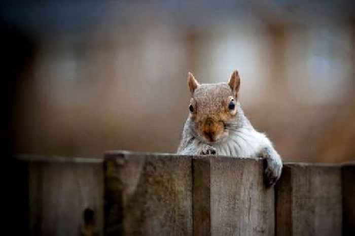 Warning issued over grey squirrels as expert outlines damage they can cause