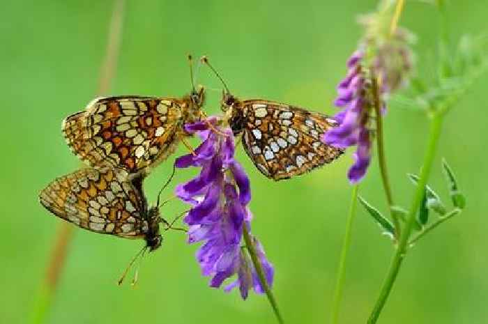 Anyone with butterflies in garden told to take urgent action 'before it's too late'