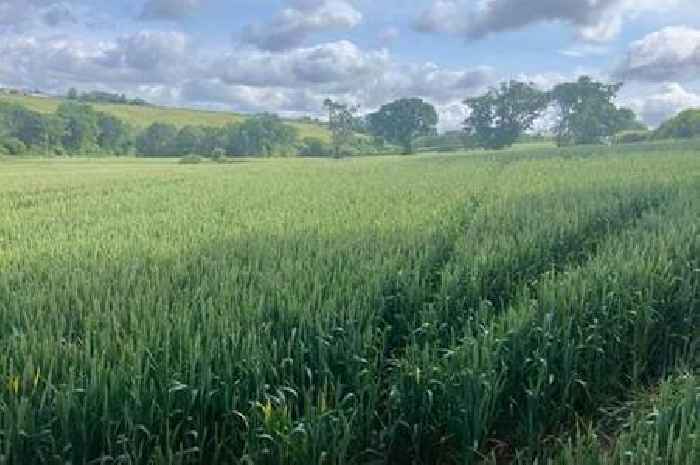 Cornwall planning: Slurry pit unanimously approved despite locals' 'stench' concerns