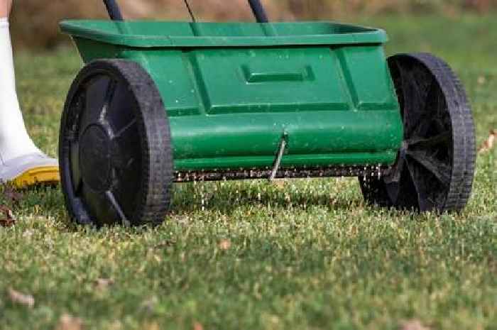 Lawns will resemble a lush green carpet if you avoid 5 common summer lawn care mistakes