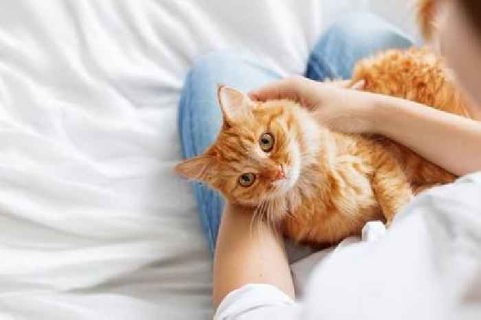 Expert reveals how your cat's behaviour shows your pet it truly loves you