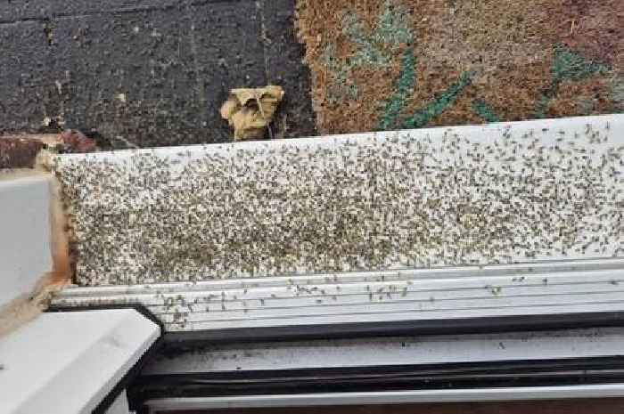 'Unbearable' swarming flies in Surrey village are so bad people avoid opening windows and leaving the house