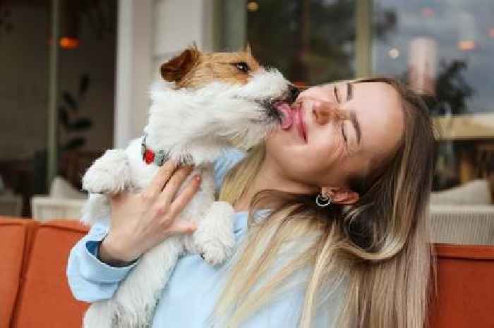 Vet explains what it really means if dog tries to lick or nudge you